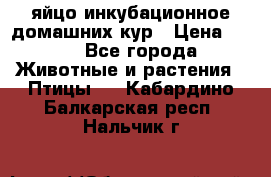 яйцо инкубационное домашних кур › Цена ­ 25 - Все города Животные и растения » Птицы   . Кабардино-Балкарская респ.,Нальчик г.